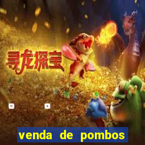 venda de pombos correios olx